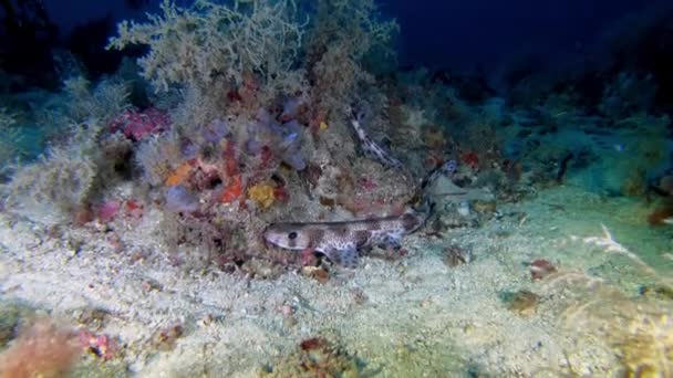 Deep Scuba Diving Little Mediterranean Shark Pintarroja Meters Depth — Stock Video