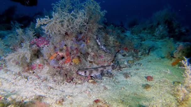 Buceo Profundo Pequeños Tiburones Mediterráneos Pintarroja Metros Profundidad — Vídeo de stock