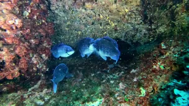 Peces Bajo Agua Besugo Negro Arrecife — Vídeos de Stock