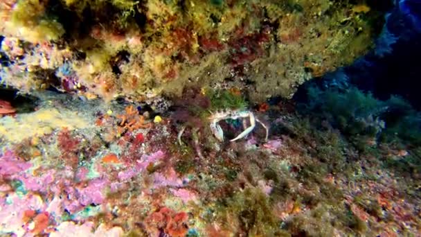 Maskovaný Krab Poustevník Útesu Příroda Pod Mořem — Stock video