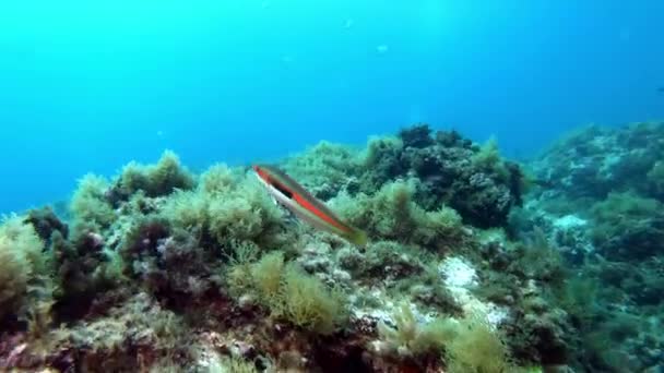 Pequenos Peixes Recifes Coloridos Coris Julis Mar Mediterrâneo Subaquático — Vídeo de Stock