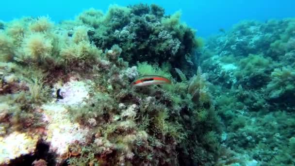 Pequeño Pez Arrecife Mediterráneo Coris Julis Marine Lfie — Vídeo de stock