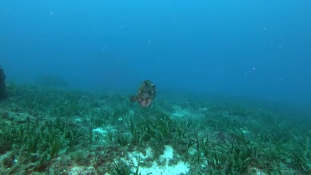 Cena Subaquática Peixes São Pedro Nadando Sobre Fundo Marinho Posdona — Vídeo de Stock