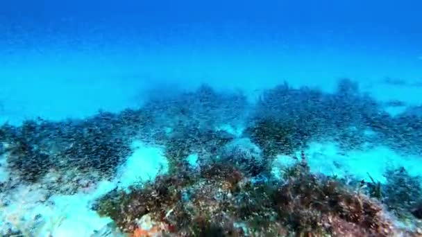 Plongée Sous Marine Dessus Manteau Krill Fond Marin Nature Sous — Video