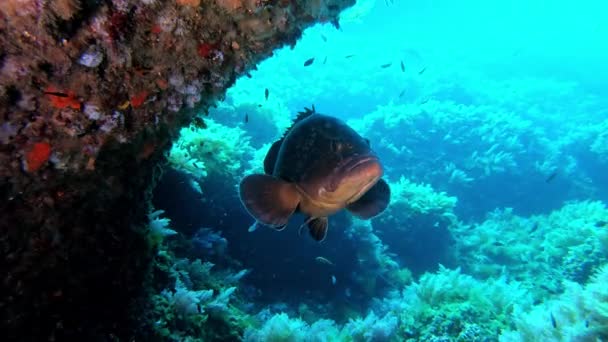 Підводна Сцена Риба Групер Близько Камери — стокове відео