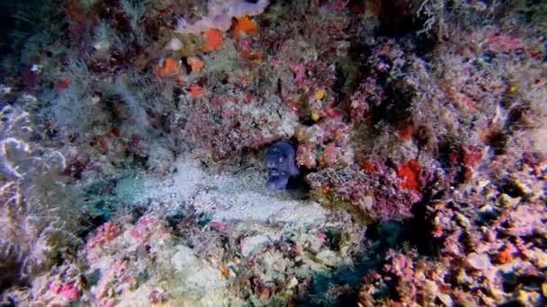 Cena Subaquática Enguia Moray Escondido Deep Dving — Vídeo de Stock