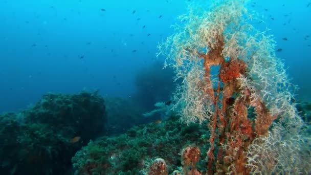 Unterwasserlandschaft Mittelmeer — Stockvideo