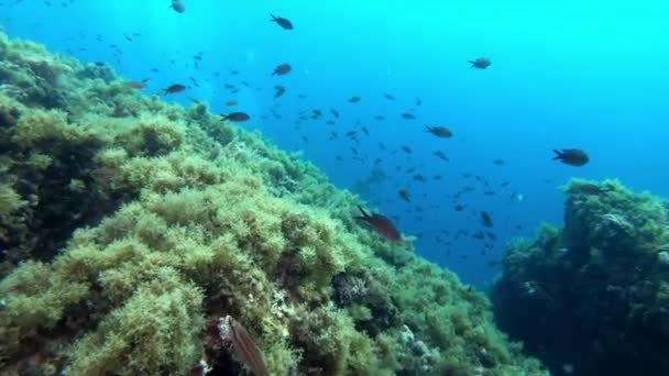 Povマヨルカ島の水中風景スキューバダイビングスペイン — ストック動画