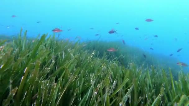 Suyun Altındaki Doğa Yeşil Posidonia Yosunu Mayorka Spanya Tüplü Dalış — Stok video