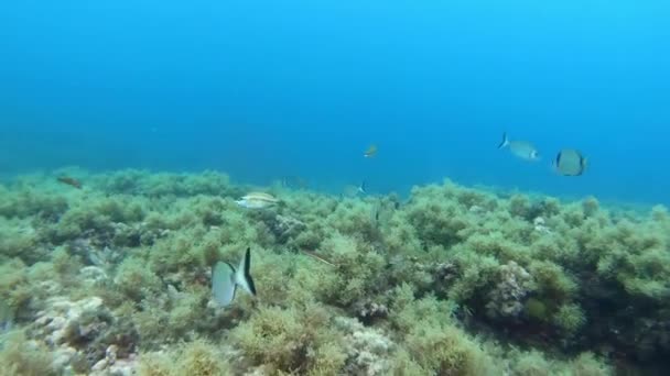 Pov Scuba Dving Mediterranean Sea Reef — Vídeo de stock