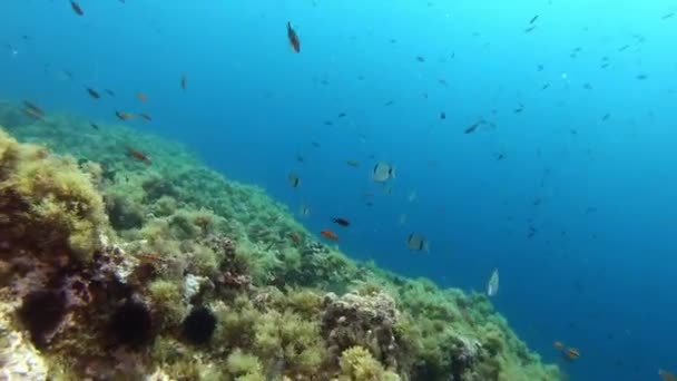 海底景观 地中海的珊瑚礁鱼 — 图库视频影像