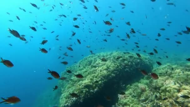 Paisaje Submarino Arrecife Marino Mediterráneo — Vídeos de Stock