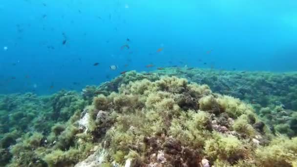 Akdeniz Resifi Altı Manzarası — Stok video