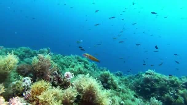 Kleine Kleurrijke Vissen Een Middellandse Zee Rif — Stockvideo