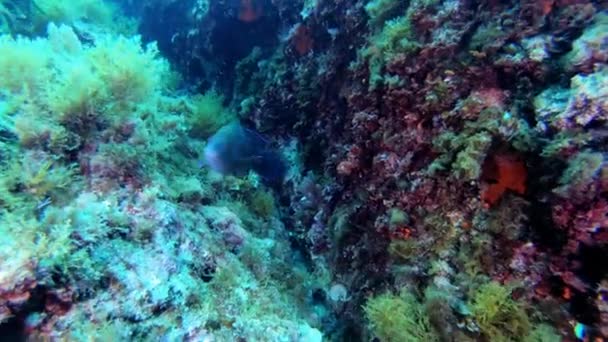 Blue Mediterranean Reef Fish Natureza Subaquática — Vídeo de Stock