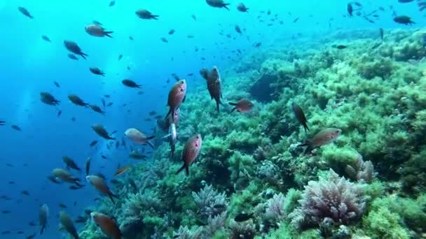 Kleine Burgfräulein Klarem Blauem Wasser Unterwasserleben Mittelmeer — Stockvideo