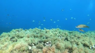 Mayorka 'da sualtı manzarası - Scuba dalışı - Temiz mavi su