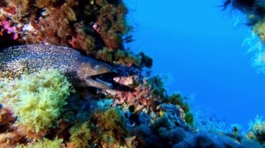 Mayorka İspanya 'sında renkli bir resifte büyük bir moray balığı dalışı. 