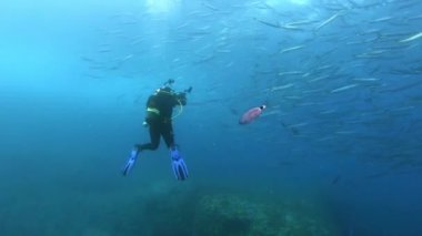 Scuba dalgıcı büyük bir barakuda balığı sürüsünün görüntülerini çekiyor.