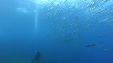 Scuba dalgıcı bir baraküda okulunun görüntülerini çekiyor. 