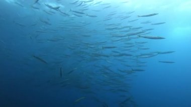 Su altında vahşi yaşam. Bulutlu sulardaki büyük barakuda balığı sürüsü. 