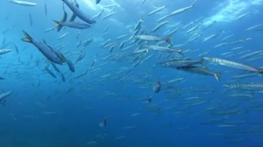 POV, bir barakuda balık sürüsüne dalıyor Akdeniz deniz yaşamı