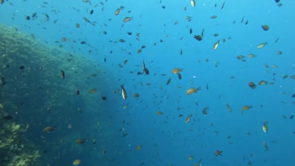Undervattensscen Full Små Fruntimmerfiskar — Stockvideo