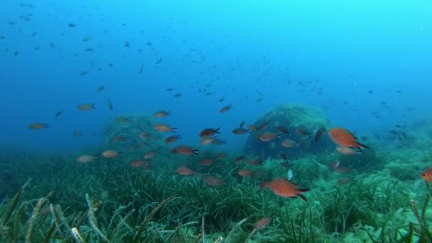 Nature Underwater Little Fishes Green Posidonia Seaweed Field — Stock Video