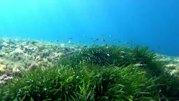 Natuur Onderwater Zeer Groene Posidonia Zeebodem — Stockvideo