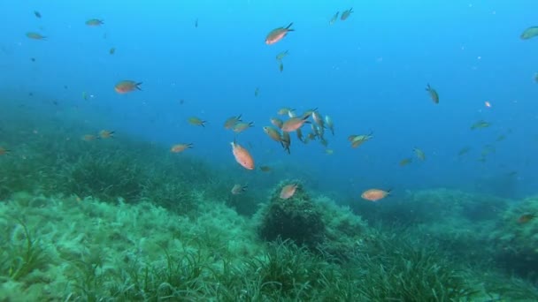 Θαλάσσια Ζωή Στη Μεσόγειο Damselfishes Πάνω Από Βυθό — Αρχείο Βίντεο
