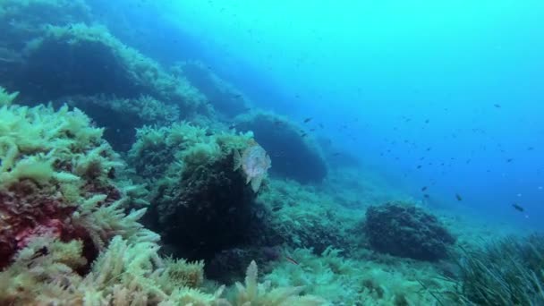 Middellandse Zee Zeeleven Sint Pietersvissen Zwemmen Bewolkt Water — Stockvideo