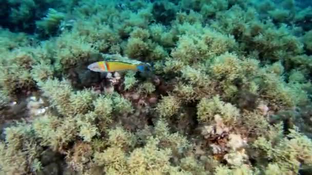 Pequeños Peces Verdes Nadando Cerca Cámara — Vídeos de Stock