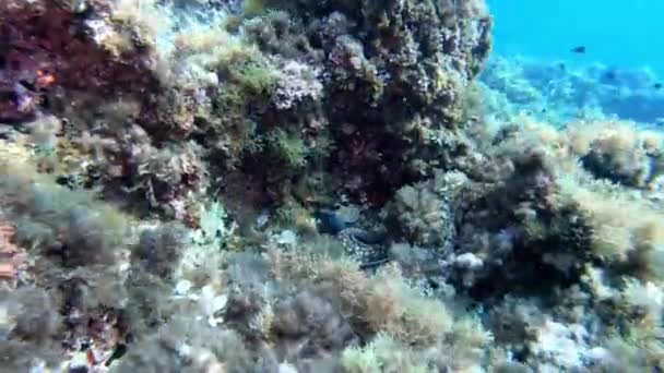 Natuur Onderwater Moray Paling Zwemmen Weg Van Camera — Stockvideo