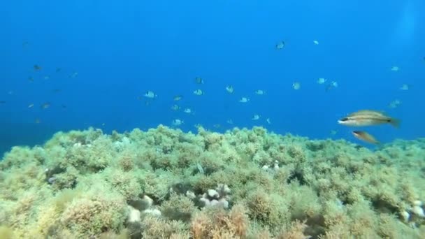 Unterwasserlandschaft Tauchen Auf Mallorca Sauberes Blaues Wasser — Stockvideo