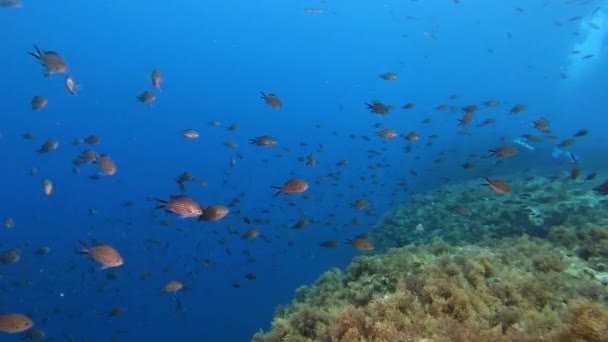 Damselfishes Dark Blue Water Mediterranean Sea Underwater Life — Stock Video