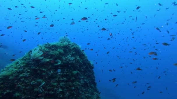 Onderwaterlandschap Duiken Donkerblauw Water — Stockvideo