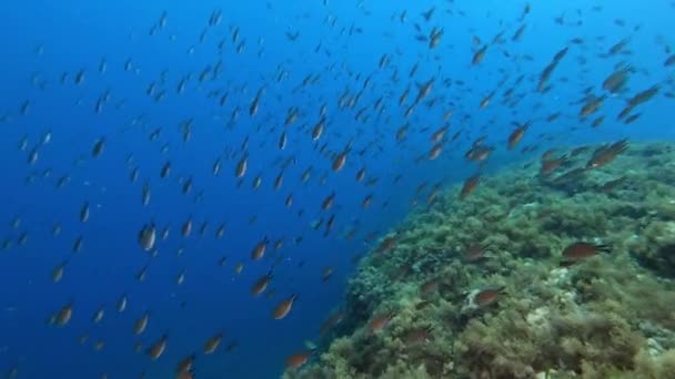 Kleine Vissen School Zwemmen Schoon Middellandse Zee Blauw Water — Stockvideo