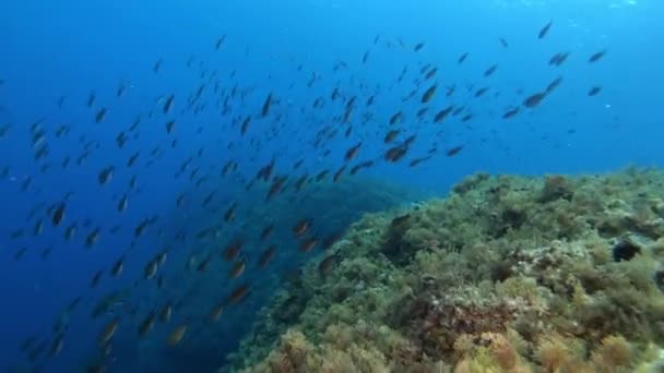 Pov Plongée Sous Marine Dans Récif Majorque — Video