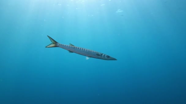 Wilde Dieren Onder Water Alleen Barracuda Vissen Zwemmen Ondiep Water — Stockvideo