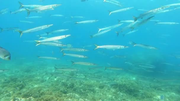 Vida Silvestre Del Mar Mediterráneo Escuela Peces Barracuda Aguas Poco — Vídeos de Stock