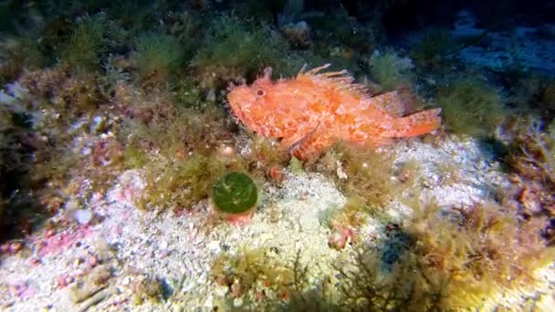 Buceo Profundo Escorpión Rojo Fondo Del Mar — Vídeo de stock