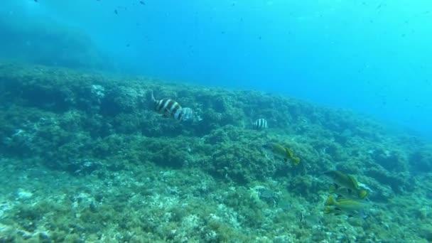 地中海性サンゴ礁で泳ぐ帝国の呼吸 自然海底 — ストック動画