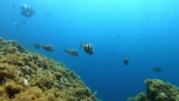 Kaiserbrassen Mittelmeerriff Natur Unter Wasser — Stockvideo
