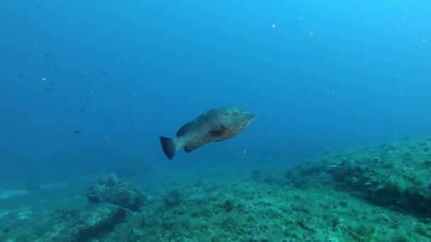 Groepervissen Die Zeebodem Zwemmen — Stockvideo