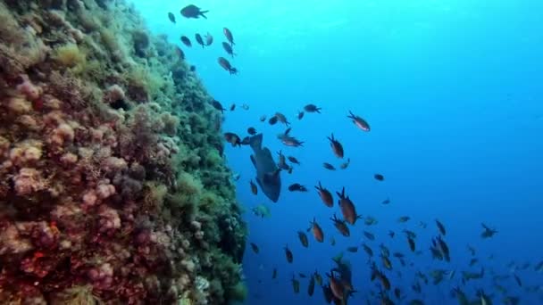 Podvodní Scéna Malé Rybičky Plavající Tmavě Modré Vodě — Stock video