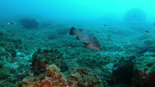 Alone Grouper Peixe Nadando Água Nublada — Vídeo de Stock