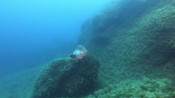 Μεγάλο Grouper Ψάρια Που Κολυμπούν Κοντά Στην Κάμερα Υποβρύχια Μεσογειακή — Αρχείο Βίντεο