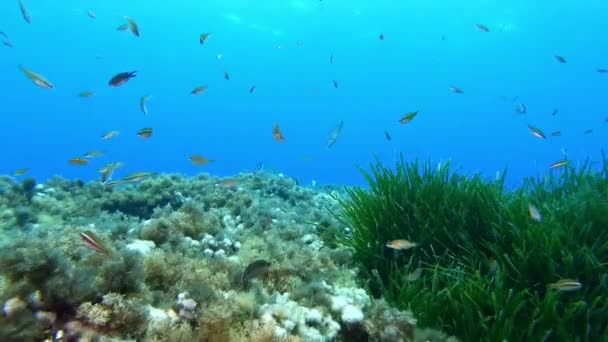 Paisaje Submarino Buceo Arrecife Marino Mediterráneo — Vídeos de Stock