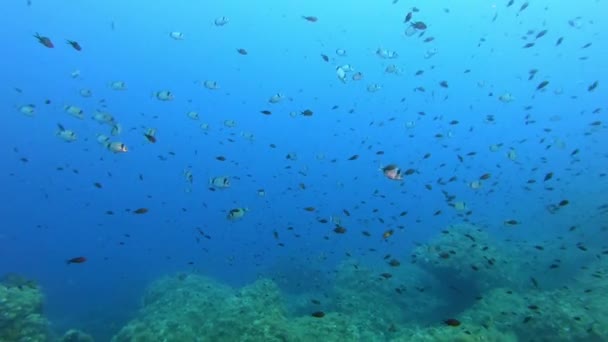 Pemandangan Bawah Air Dengan Sedikit Damselfishes Dalam Air Biru Bersih — Stok Video