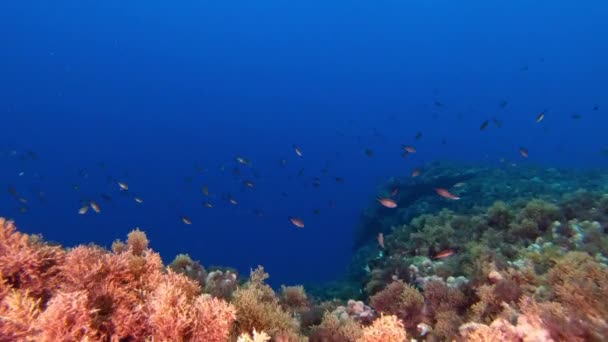 水中風景 地中海の海のサンゴ礁 — ストック動画